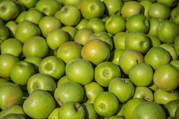Closeup photo of a bunch of fresh and delicious green apples, harvested from an apple orchard, from modern apple plantation in Serbia.