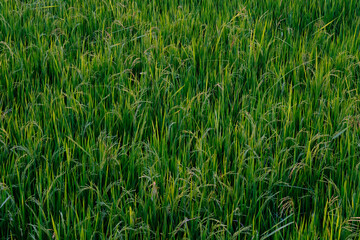 Fototapeta premium green paddy field background