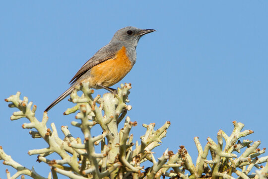 Duinrotslijster, Littoral Rock-Thrush, Monticola imerina