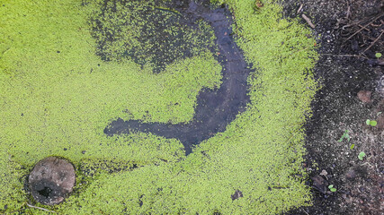 Floating plants in still water - 02