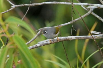 Olijfgroene Mauritiusbrilvogel, Mauritius Olive White-eye, Zosterops chloronothos