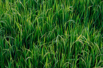 green paddy field background