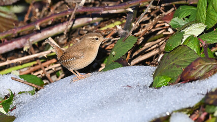 Scricciolo, piccolo uccellino, posato sui rami dei rovi tra la neve in dicembre