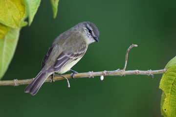 Schubkop-vliegenpikker, Yungas Tyrannulet, Phyllomyias fasciatus
