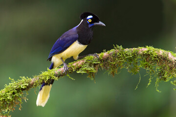 Pluchekapgaai, Plush-Capped Jay, Cyanocorax chrysops