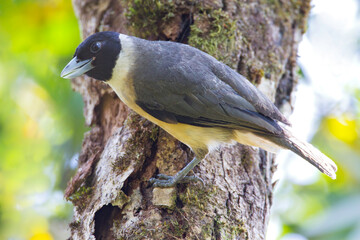 Pollens Vanga, Pollen's Vanga, Xenopirostris polleni