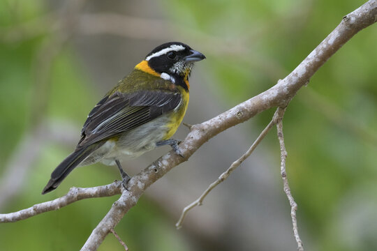 Puertoricaanse Spindalis, Puerto Rican Spindalis, Spindalis Portoricensis