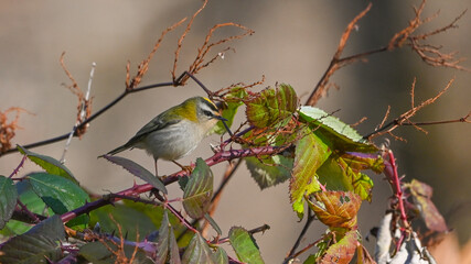 Fiorrancino, uccello posato tra i rami dei rovi nel bosco in dicembre