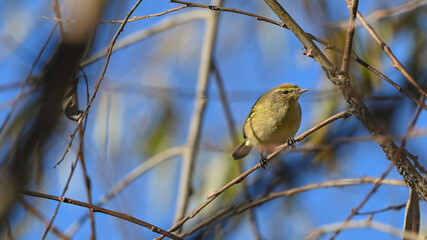 Luì piccolo, uccello, posato sul ramo di un albero, in dicembre