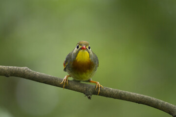 Japanse Nachtegaal, Red-billed Leiothrix, Leiothrix lutea