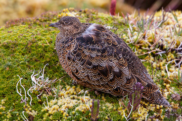 Andeskwartelsnip, Rufous-bellied Seedsnipe, Attagis gayi