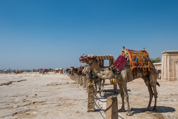 A row of camels and horses waiting for tourists in the Giza pyramid complex, an archaeological site on the Giza Plateau, on the outskirts of Cairo, Egypt.