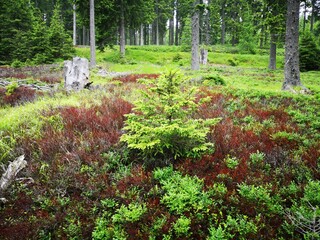 Wald in rot grün - Heidelbeer Sträucher und Waldboden