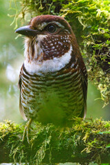 Gebandeerde Grondscharrelaar, Short-legged Ground-Roller, Brachypteracias leptosomus