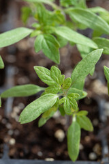 Tomato Seedlings Grown in a Seed Starter Tray