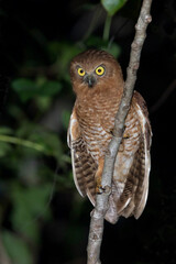 Tanimbarvalkuil, Tanimbar Boobook, Ninox forbesi