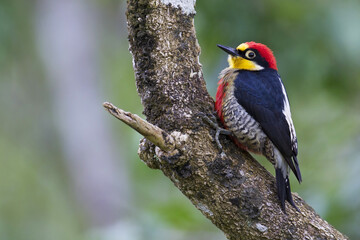 Goudmaskerspecht, Yellow-fronted Woodpecker, Melanerpes flavifrons