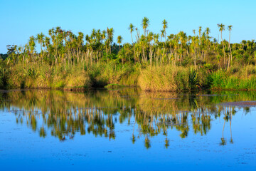Cabbage trees reflected in a lake in the Kaituna Wetland, Bay of Plenty, New Zealand