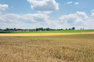 rural scenery at summer time