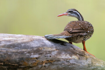 Watertrapper, African Finfoot, Podica senegalensis