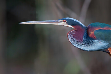 Agamireiger, Agami Heron, Agamia agami