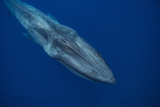 blue whale