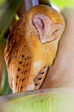 Madagaskargrasuil, Madagascar Red Owl, Tyto soumagnei