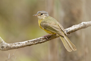 Apperts Loofbuulbuul, Appert's Greenbul, Xanthomixis apperti