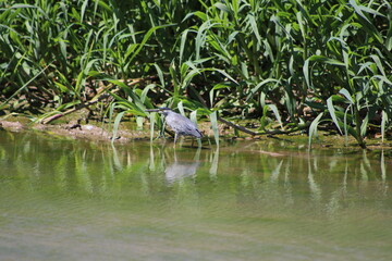 Garza Azul