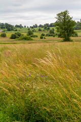 Obraz premium Bavarian Forest scenery