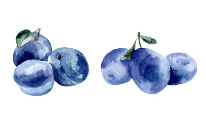 watercolor drawing of plums on white background