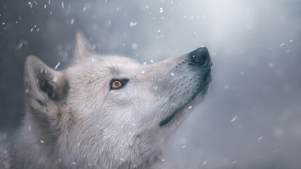the polar wolf looks at the snow. Portrait. Beautiful wallpaper. Cool shades.