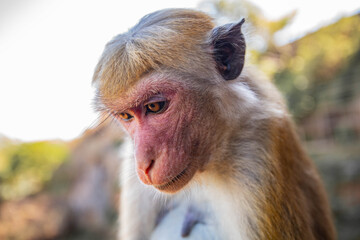 Fototapeta premium portrait of a macaque