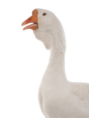  portrait female geese isolated on white background