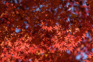 赤い紅葉