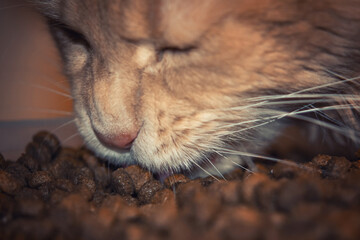 Ginger cat eating dry food, close-up. home red cat eating dry food closeup. Red cat eating dry food from a plate, sitting on the floo