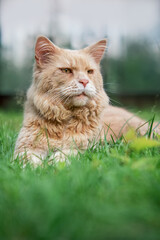  Adult cat with yellow eyes. Walk pet outdoor. Relaxed pet.  Ginger adult cat lies on green grass. Portrait
