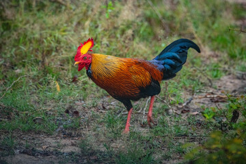 rooster in the grass