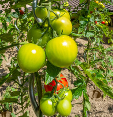 sunny illuminated tomato plants