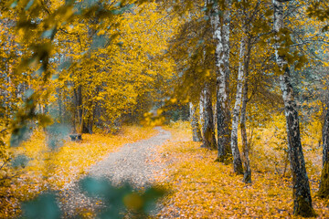 Birch trees in the autumn forest with yellow leaves