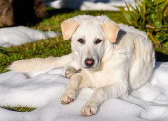 Cute white puppy dog, similar Labrador, lying on the snow in the garden..