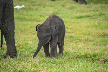 Naklejka na ściany i meble african elephant calf