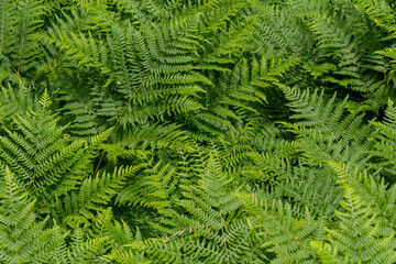 fern frond background
