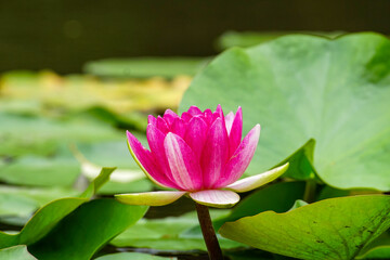 ピンクの睡蓮の花