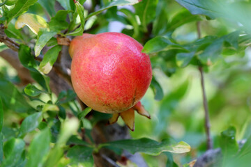 Ripe pomegranate on a branch with leaves close up. Red fruit on the tree in a garden