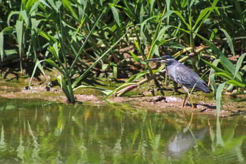 Garza Azul