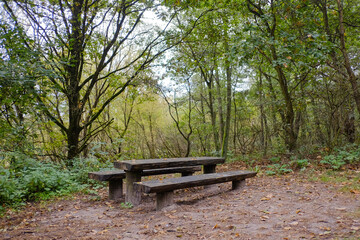 Table and benches in the forest among the trees