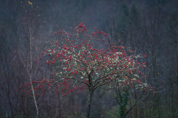 ornamental apple tree red sentinel 