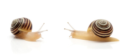 snail on a white background. macro