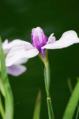 花菖蒲